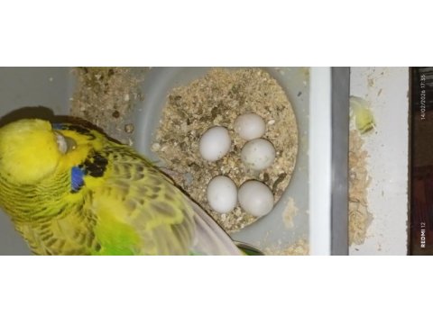 Show jumbo muhabbet kuşu vasıflı