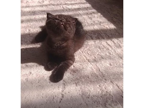 Çikolata scottish fold bebeğim