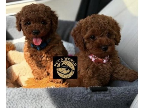 Teacup poodle yavrularımız