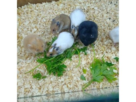 Hamster suriye gonzales
