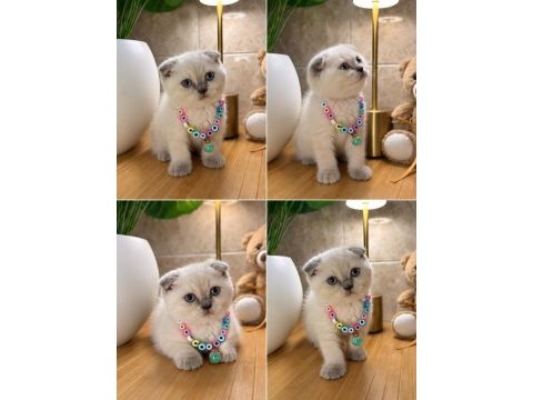 A kalite top kafa scottish fold bebek