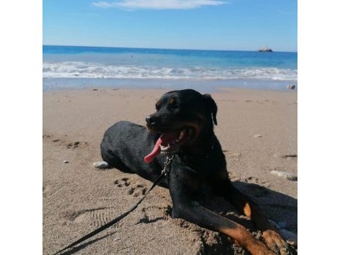 1.5 yaşında rottweiler