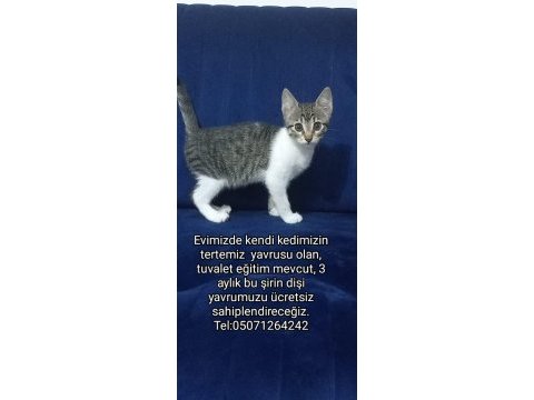 Yavru tekir kedimiz