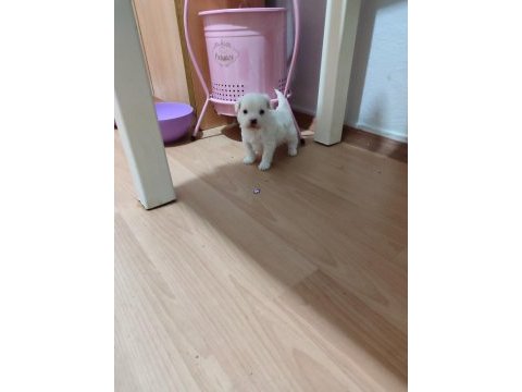 Yeni yavru köpeklerimiz sahiplerini bekliyorlar