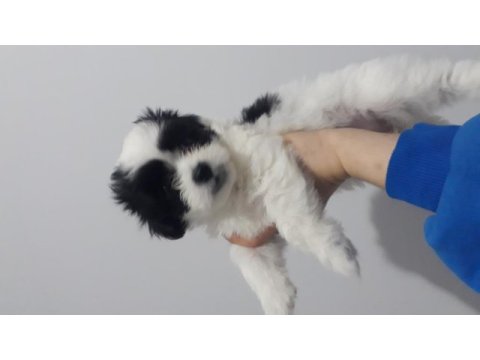 Sütten kesilmeye hazır maltipoo yavrular