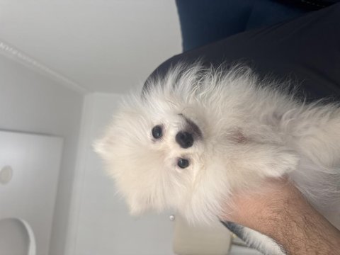 Pomeranian boo köpeği
