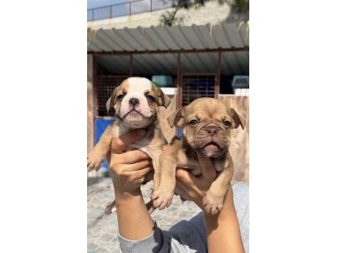 İngiliz buldog sevimli yavrular 