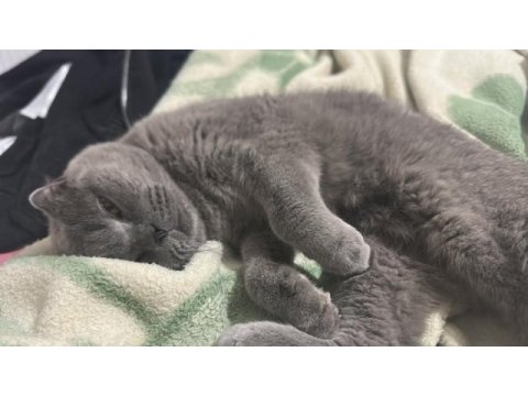Dünyanın en sakin uslu kedisi scottish fold