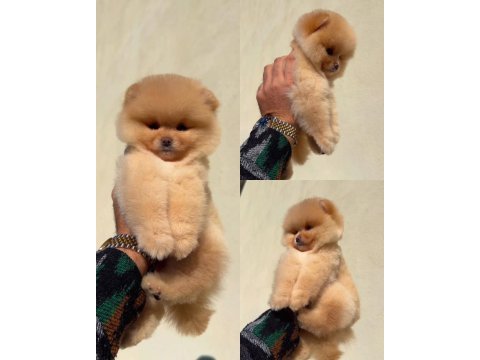 Pomeranian boo (ayı surat) garantili yavrularımız