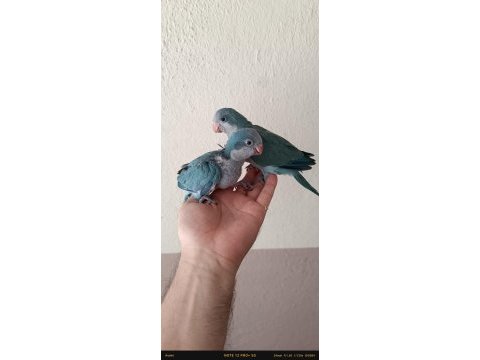 Maviş el besleme muhabbet kuşu bebeklerim