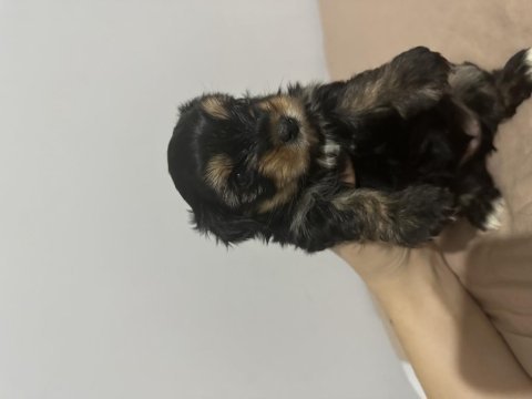 Yorkie bebekler 2 dişi 3 erkek