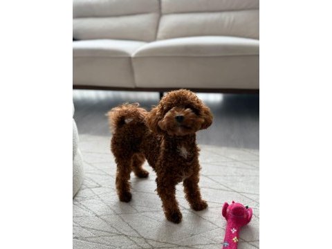 Kore erkek 2,5 kg 15 aylık poodle