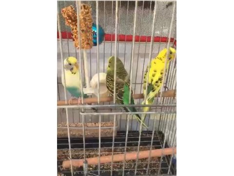 Muhabbet kuşu antalya tek adres teslim yapılır