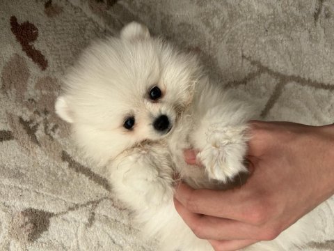3 aylık pomeranian boo