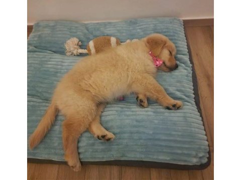 Arkadaş canlısı golden retriever yavrular