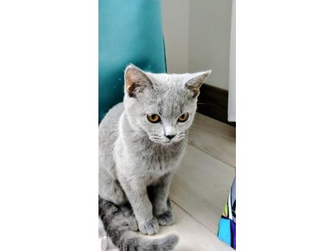 Uysal erkek british shorthair