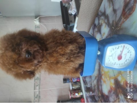 Kızıl kore erkek poodle