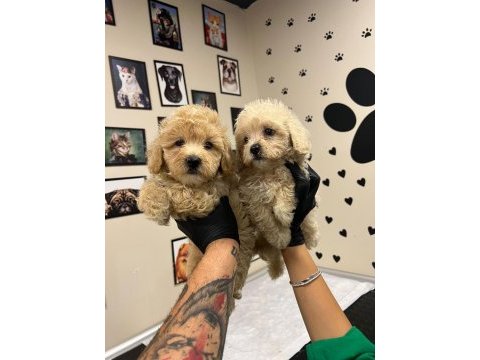 Irk ve sağlık garantili - ev doğumlu bebek maltipoo yavrular