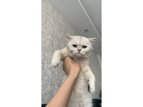 Scottish fold kedisi 5 aylık