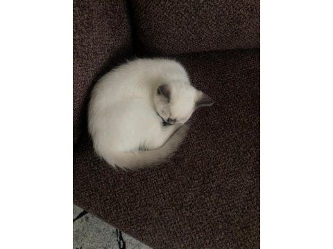 British shorthair oğluma yuva arıyorum