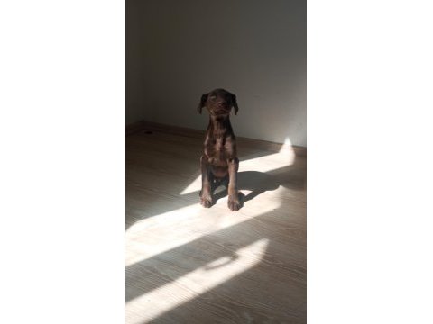 Doberman kızıl yavru