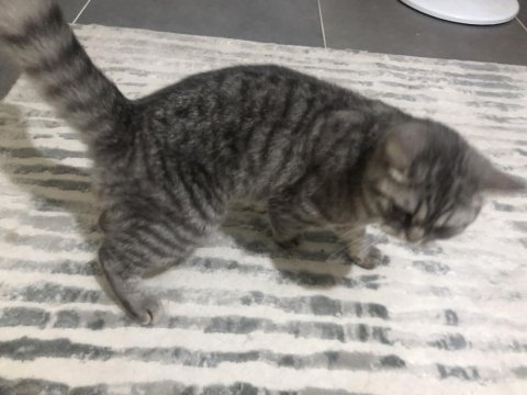 British shorthair lunaya yuva arıyorum