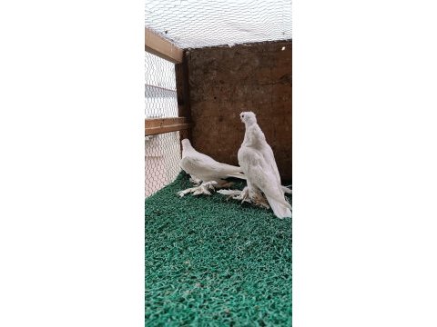 Özbek taklacı güvercini (beyaz karagöz)