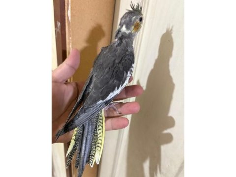 44 günlük konuşturmalık sultan papağanı bebek
