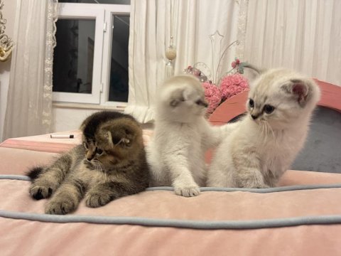 Scottish fold kedisi yavru