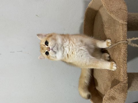Ny12 dişi bebek british shorthair