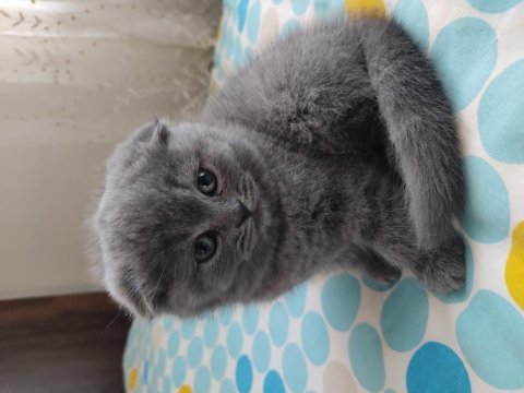 Scottish fold yavrular
