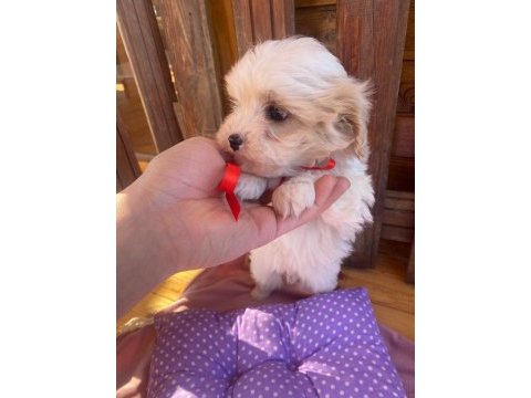 Üst kalitede maltipoo yavrularımız, aracı değiliz