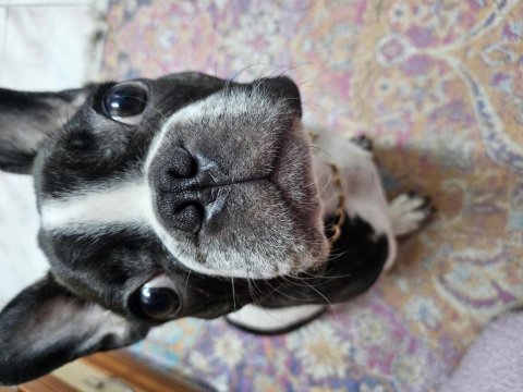 French bulldog oğlumuz