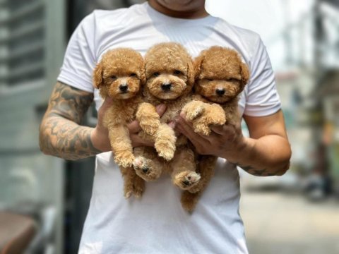 Gerçek toy poodle bebeklerim