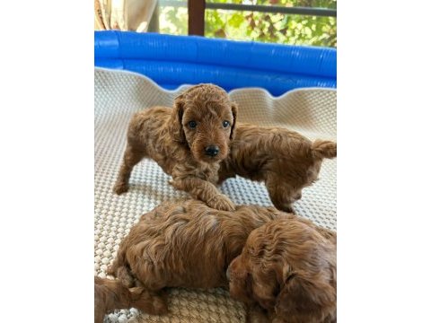 Ev doğumlu ailemizde büyüyen toy poodle yavrularım