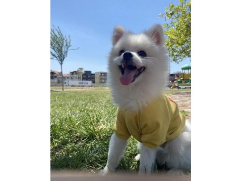 Pomeranian oğlumuza dişi sevgili arıyoruz