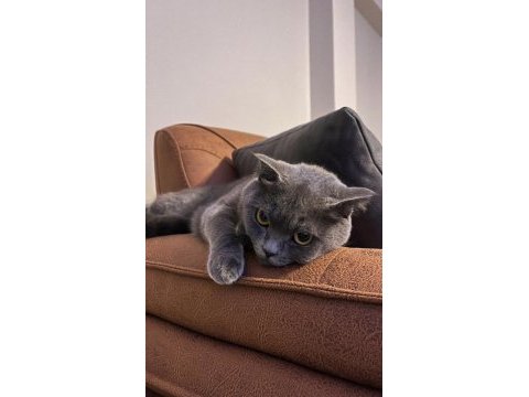 British shorthair gri kedimiz