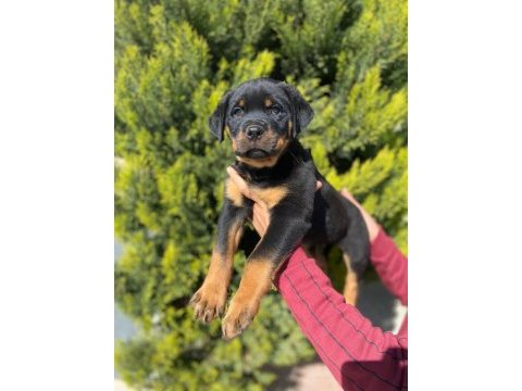Dünya şampiyonu rottweiler torunları