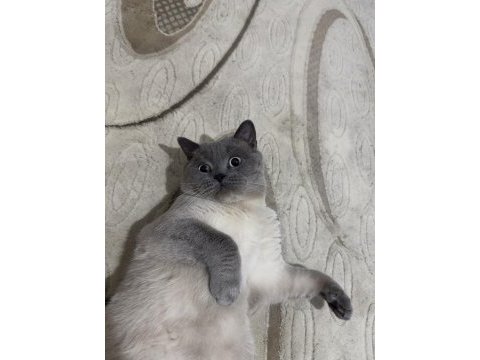 4 yaşında çok tatlı british shorthair