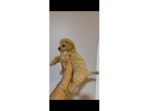 İki aylık erkek maltipoo yavrular