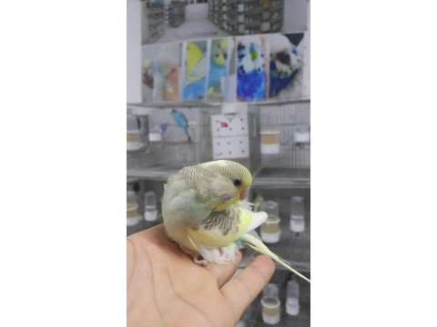 Yeni yeme düşmüş muhabbet kuşu yavrular