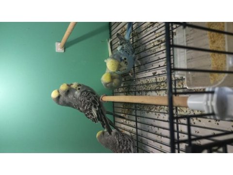 Show jumbo muhabbet kuşları
