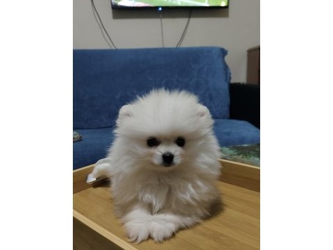 Pomeranian boo 3,5 aylık