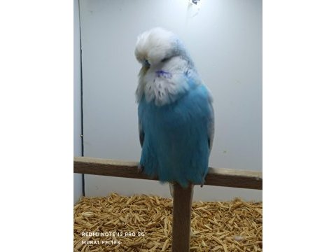 Show jumbo muhabbet kuşlar