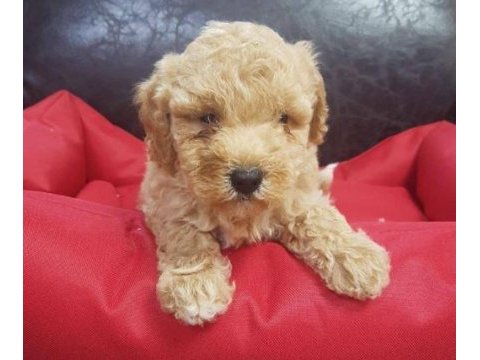 Irk ve sağlık garantili maltipoo yavrular