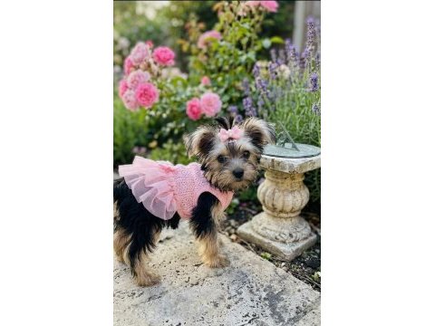 Teddy yorkie bebek