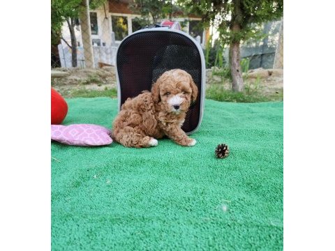 Sevimli maltipoo  yavrularımız 