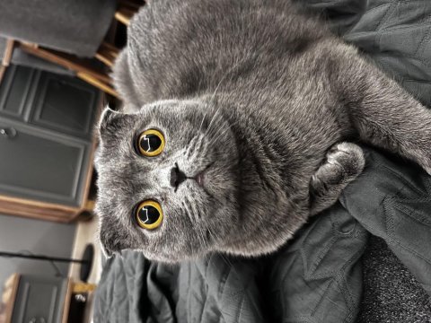 Scottish fold 3 yaşında dişi