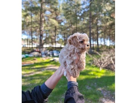 Orjinal maltipoo yavrularımız
