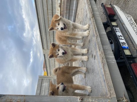 Üç aylık akita inu
